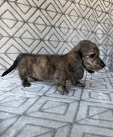 Laura - Cream Brindle Longhair Dachshund , a female Miniature Dachshund for sale in Pauls Valley, OK – 4 of 10