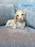 Cypress - Cream Longhair, a male Miniature Dachshund for sale in Pauls Valley, OK – 2 of 10
