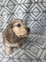 Grace - Cream Brindle Dapple Silky Wirehair Dachshund, a female Miniature Dachshund for sale in Pauls Valley, OK – 10 of 10