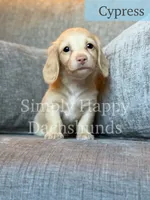Cypress - Cream Longhair, a male Miniature Dachshund for sale in Pauls Valley, OK – 3 of 10