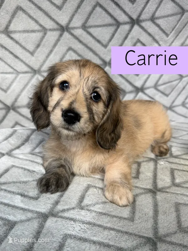 Carrie - Cream Brindle Dapple Silky Wirehair Dachshund – Miniature Dachshund puppy for sale in Pauls Valley, OK