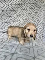 Albert - Cream Silky Wirehair Dachshund, a male Miniature Dachshund for sale in Pauls Valley, OK – 4 of 10