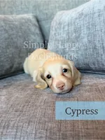 Cypress - Cream Longhair, a male Miniature Dachshund for sale in Pauls Valley, OK – 8 of 10