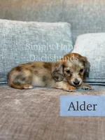 Alder - Cream Brindle Dapple Longhair Dachshund, a male Miniature Dachshund for sale in Pauls Valley, OK – 6 of 10