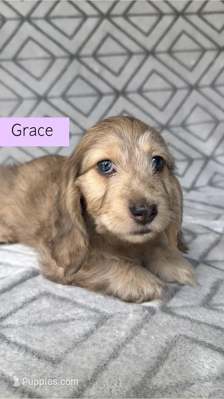 Grace - Cream Brindle Dapple Silky Wirehair Dachshund – Miniature Dachshund puppy for sale in Pauls Valley, OK