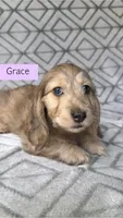 Grace - Cream Brindle Dapple Silky Wirehair Dachshund, a female Miniature Dachshund for sale in Pauls Valley, OK – 1 of 10