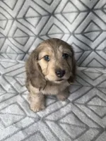 Grace - Cream Brindle Dapple Silky Wirehair Dachshund, a female Miniature Dachshund for sale in Pauls Valley, OK – 6 of 10