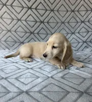 Caroline - Cream Longhair Dachshund, a female Miniature Dachshund for sale in Pauls Valley, OK – 10 of 10
