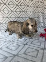 Mary - Cream Brindle Dapple Silky Wirehair Dachshund, a female Miniature Dachshund for sale in Pauls Valley, OK – 10 of 10
