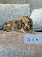 Alder - Cream Brindle Dapple Longhair Dachshund, a male Miniature Dachshund for sale in Pauls Valley, OK – 5 of 10