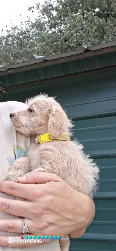 Nottingham – Poodle - Miniature  puppy for sale in Paso Robles, CA