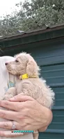 Nottingham, a male Poodle - Miniature  for sale in Paso Robles, CA – 1 of 2