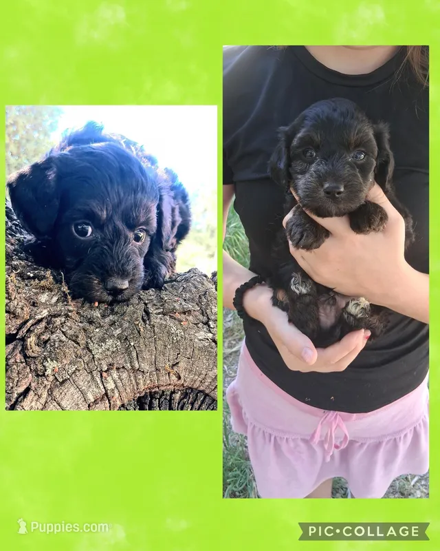 Theodore – Poodle - Toy , Chipoo puppy for sale in Paso Robles, CA