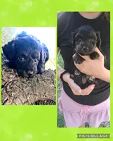 Theodore, a male Poodle - Toy  and Chipoo for sale in Paso Robles, CA – Photo 2 of 2