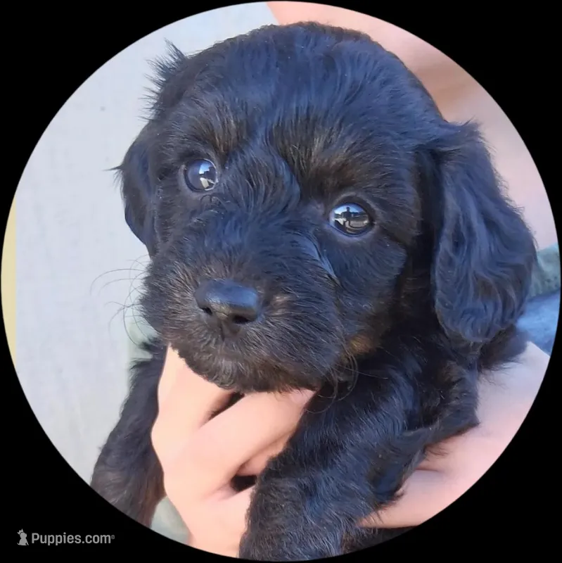 Theodore – Poodle - Toy , Chipoo puppy for sale in Paso Robles, CA