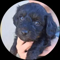 Theodore, a male Poodle - Toy  and Chipoo for sale in Paso Robles, CA – Photo 1 of 2