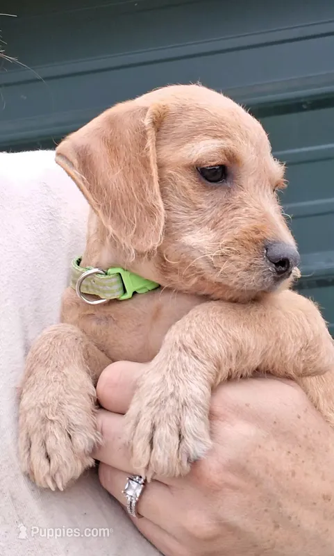 Genevieve – Poodle - Miniature  puppy for sale in Paso Robles, CA