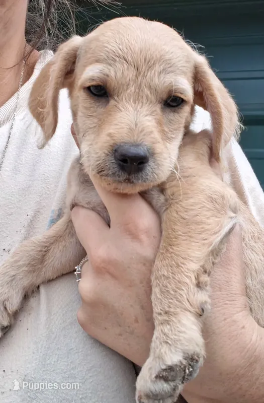 Theodore – Poodle - Miniature  puppy for sale in Paso Robles, CA