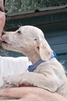 Bluey, a male Poodle - Miniature  for sale in Paso Robles, CA – 1 of 2