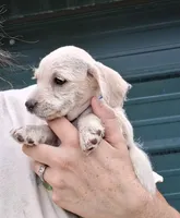 Bluey, a male Poodle - Miniature  for sale in Paso Robles, CA – 2 of 2