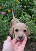 Genevieve, a female Poodle - Miniature  for sale in Paso Robles, CA – 2 of 2