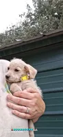 Nottingham, a male Poodle - Miniature  for sale in Paso Robles, CA – 2 of 2