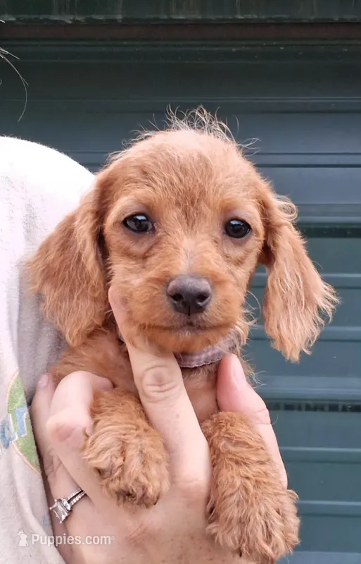 Layla – Poodle - Miniature  puppy for sale in Paso Robles, CA