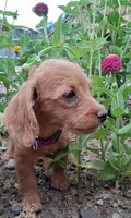 Layla, a female Poodle - Miniature  for sale in Paso Robles, CA – 2 of 3