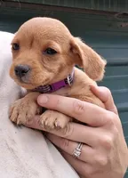Penelope, a female Poodle - Miniature  for sale in Paso Robles, CA – 2 of 3