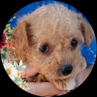 Genevieve, a female Chihuahua and Chipoo for sale in Paso Robles, CA – Photo 2 of 2