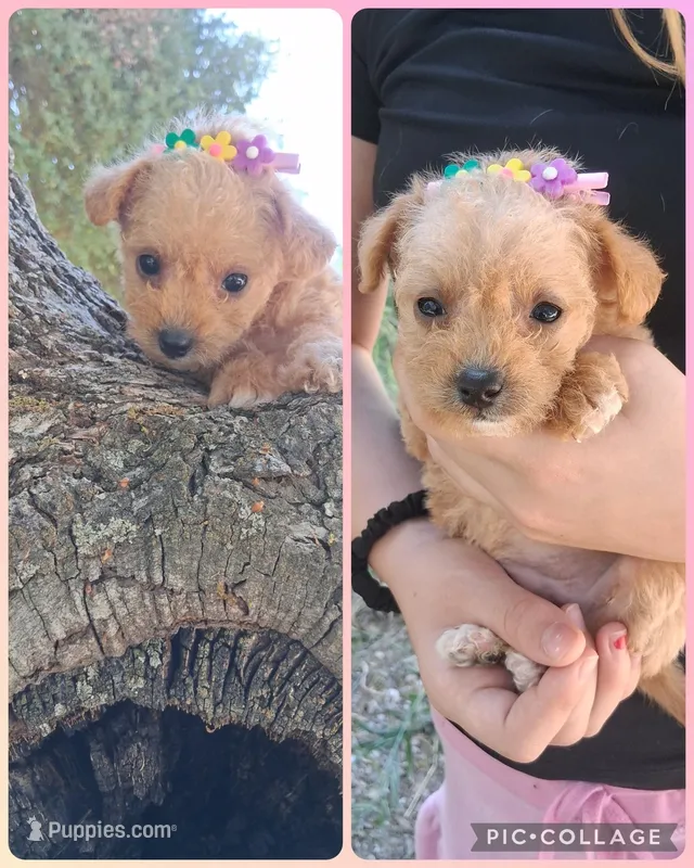Genevieve, a female Chihuahua and Chipoo for sale in Paso Robles, CA – Photo 1 of 2