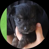 Nottingham, a male Chihuahua and Chipoo for sale in Paso Robles, CA – Photo 3 of 5