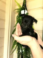 Nottingham, a male Chihuahua and Chipoo for sale in Paso Robles, CA – Photo 5 of 5