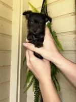 Nottingham, a male Chihuahua and Chipoo for sale in Paso Robles, CA – Photo 1 of 5