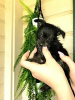 Nottingham, a male Chihuahua and Chipoo for sale in Paso Robles, CA – Photo 2 of 5