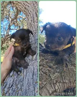 Nottingham, a male Chihuahua and Chipoo for sale in Paso Robles, CA – Photo 4 of 5