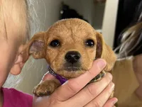 Penelope, a female Poodle - Miniature  for sale in Paso Robles, CA – 3 of 3