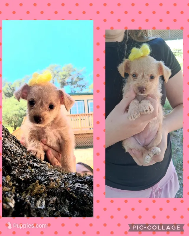 Penelope – Chihuahua, Chipoo puppy for sale in Paso Robles, CA