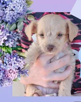 Penelope, a female Chihuahua and Chipoo for sale in Paso Robles, CA – Photo 2 of 3