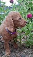 Layla, a female Poodle - Miniature  for sale in Paso Robles, CA – 3 of 3