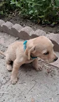 Theodore, a male Poodle - Miniature  for sale in Paso Robles, CA – 2 of 2