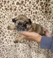 Red Merle Male, a male French Bulldog for sale in Prosperity, SC – Photo 2 of 5
