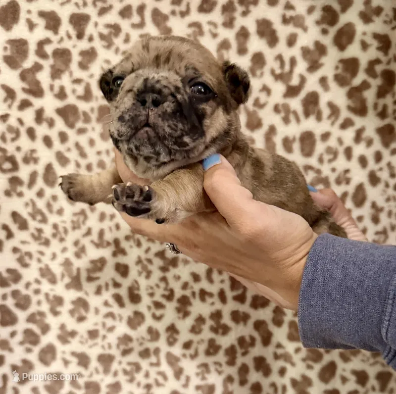 Red Merle Male – French Bulldog puppy for sale in Prosperity, SC