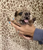 Red Merle Male, a male French Bulldog for sale in Prosperity, SC – Photo 4 of 5