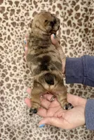 Red Merle Male, a male French Bulldog for sale in Prosperity, SC – Photo 3 of 5