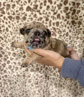 Red Merle Male, a male French Bulldog for sale in Prosperity, SC – Photo 5 of 5