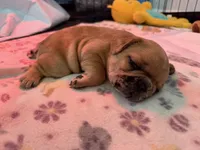 Red Merle Male, a male French Bulldog for sale in Prosperity, SC – 7 of 10