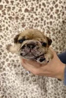 Red Merle Male, a male French Bulldog for sale in Prosperity, SC – Photo 1 of 2