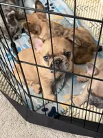 Red Merle Male, a male French Bulldog for sale in Prosperity, SC – 6 of 10