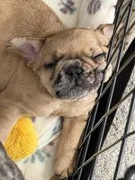Red Merle Male, a male French Bulldog for sale in Prosperity, SC – 5 of 10